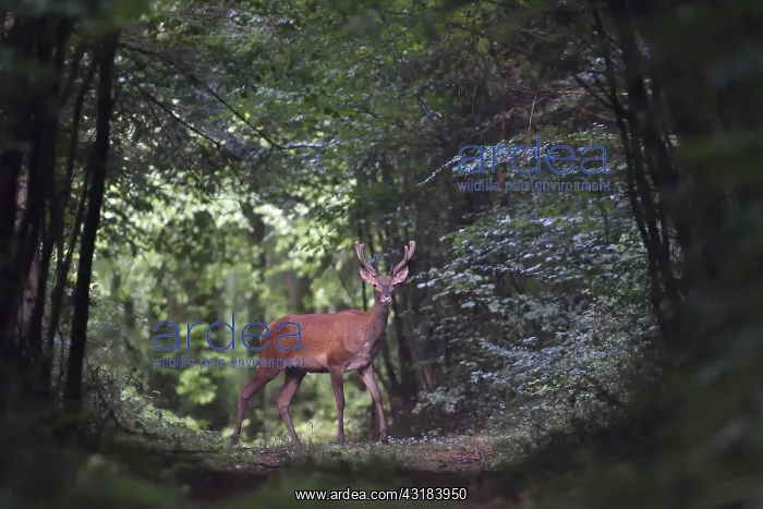 : Red deer (Cervus elaphus) young male standing in : Red deer (Cervus elaphus) young male standing in