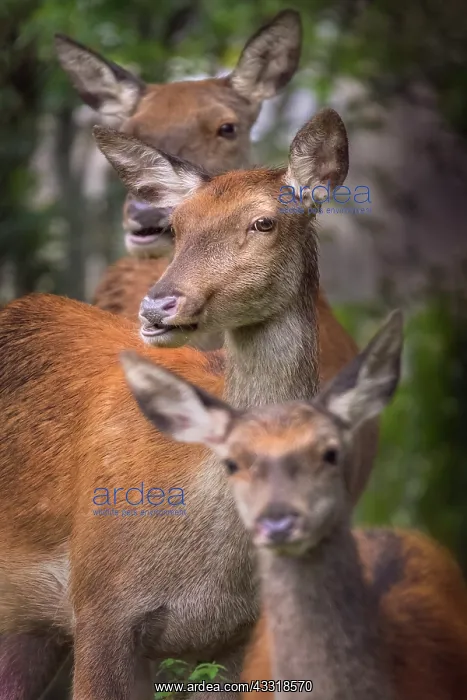 : Red Deer (Cervus elpahus) family, Parco Nazional : Red Deer (Cervus elpahus) family, Parco Nazional
