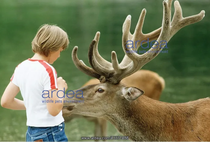 : RED DEER - CHILD FEEDING : RED DEER - CHILD FEEDING