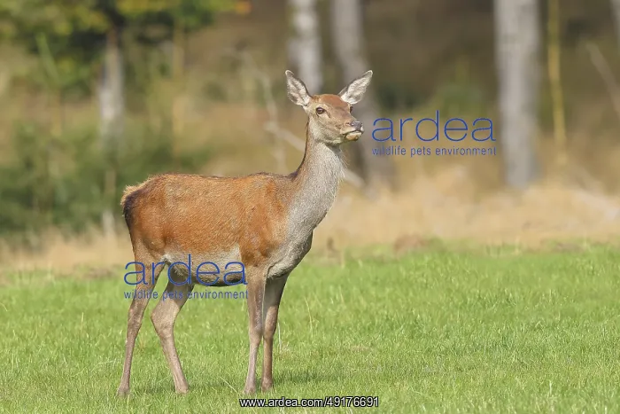 : Red deer cow (Cervus elaphus) standing in a forest clearing : Red deer cow (Cervus elaphus) standing in a forest clearing