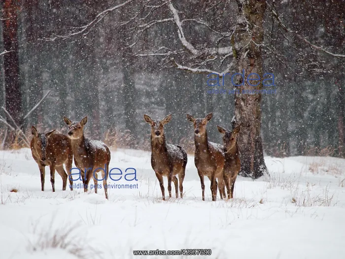  : Red Deer - cows in snow