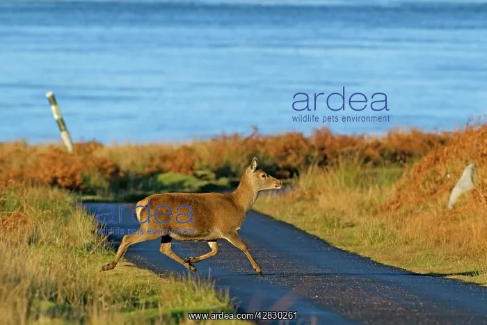  : Red Deer crossing road