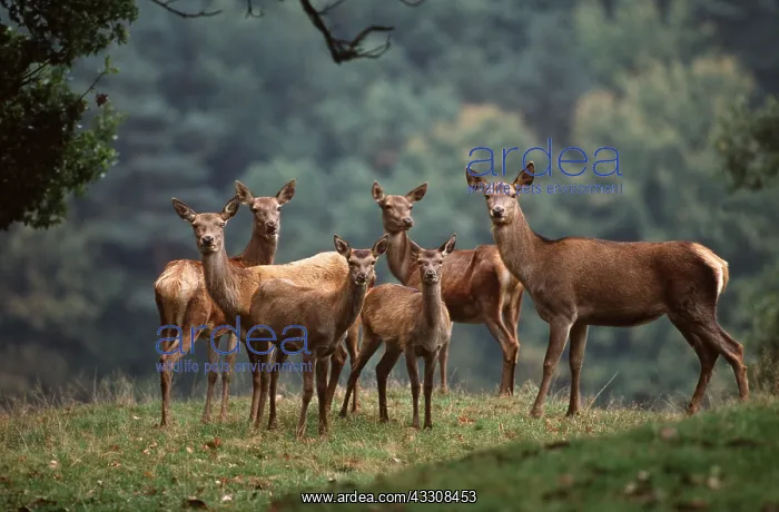: RED DEER - does / females in a group : RED DEER - does / females in a group