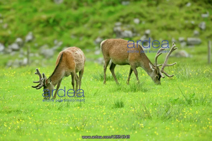 : Red Deer Farming - deer in enclosure during spring : Red Deer Farming - deer in enclosure during spring