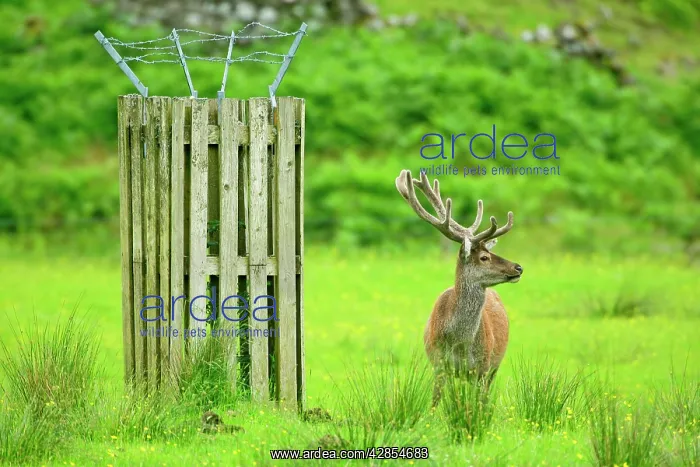 : Red Deer Farming - stag in enclosure during spring : Red Deer Farming - stag in enclosure during spring