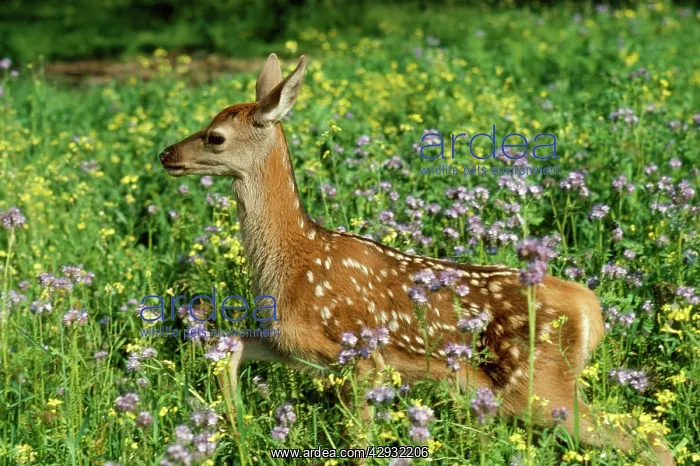  : RED DEER FAWN