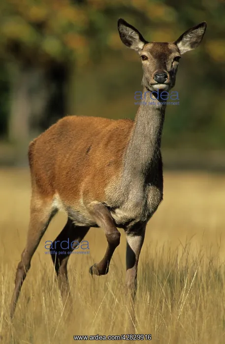 : Red Deer - Female : Red Deer - Female