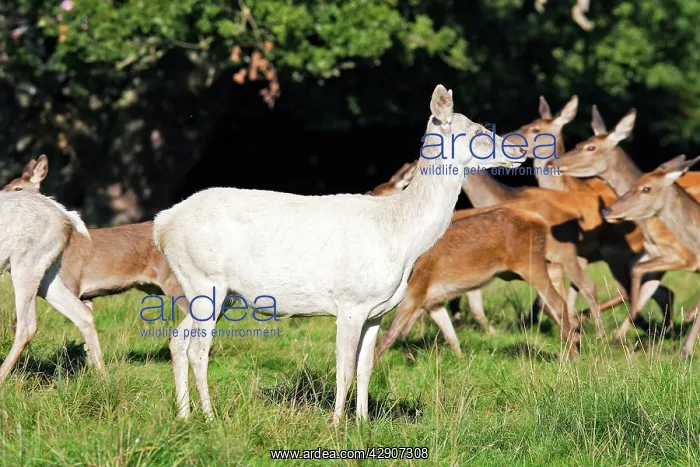 : Red Deer - female albino : Red Deer - female albino