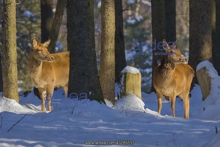 : Red deer - two female deer hinds in snow covered : Red deer - two female deer hinds in snow covered