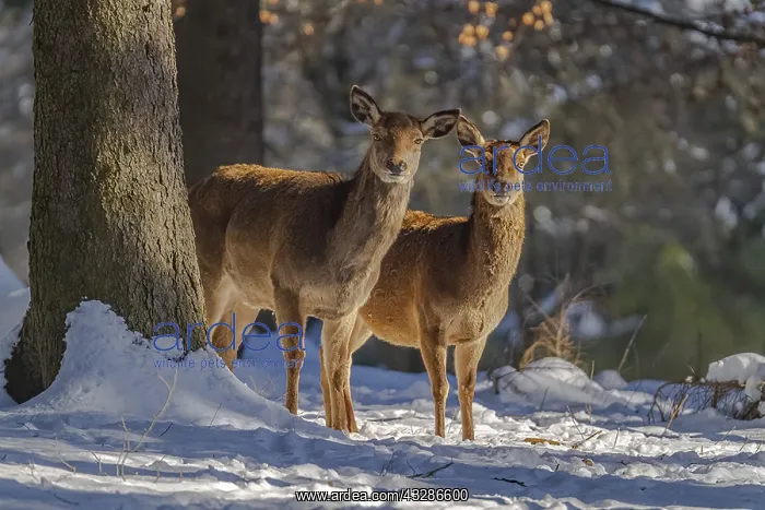 : Red deer - two female deer hinds in snow covered : Red deer - two female deer hinds in snow covered
