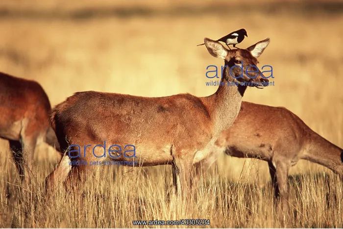 : RED DEER - female / doe with magpie on head collecting hair : RED DEER - female / doe with magpie on head collecting hair