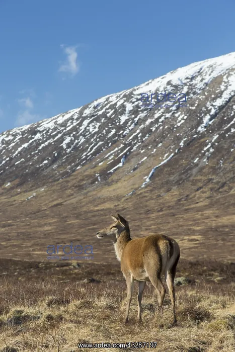 : Red Deer - female in the Highlands - Scotland, United : Red Deer - female in the Highlands - Scotland, United