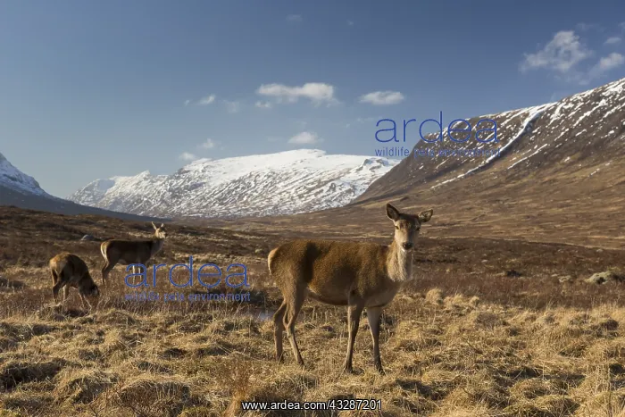 : Red Deer - female in the Highlands - Scotland, United : Red Deer - female in the Highlands - Scotland, United