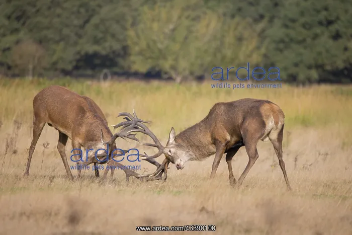 : Red Deer fight : Red Deer fight