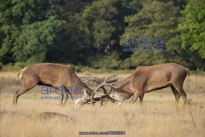 : Red Deer fight : Red Deer fight