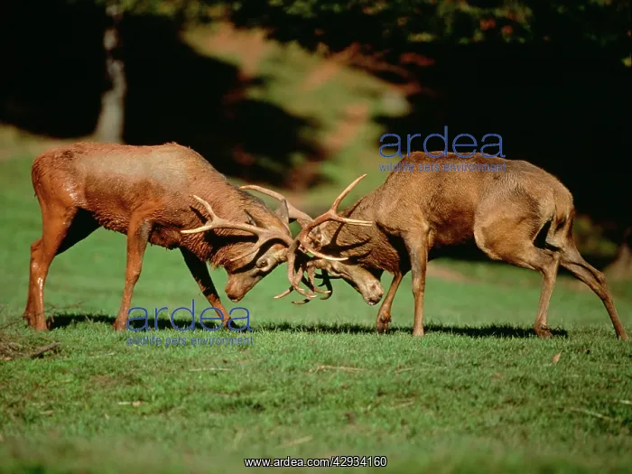  : RED DEER - FIGHTING