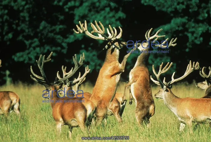 : Red DEER - fighting, antlers 'in velvetI too soft : Red DEER - fighting, antlers 'in velvetI too soft