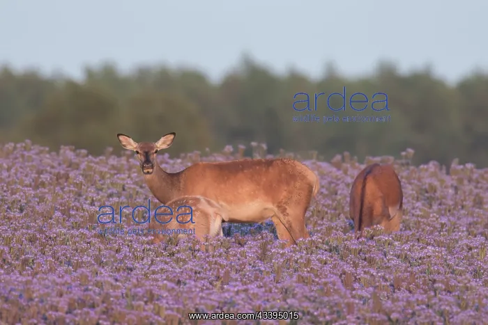: Red Deer flower : Red Deer flower