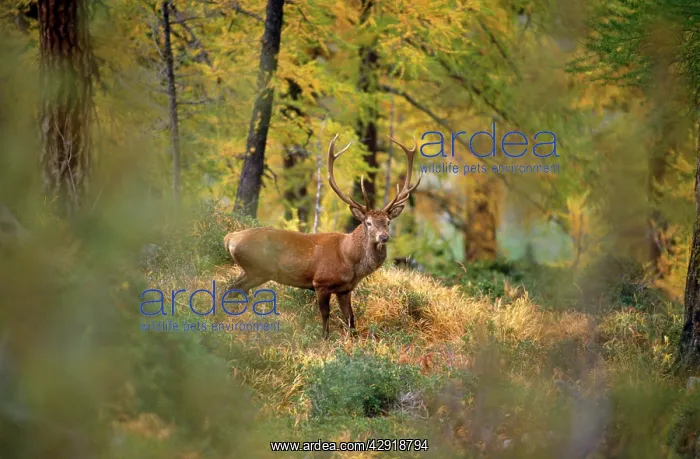 : RED DEER - IN FOREST : RED DEER - IN FOREST
