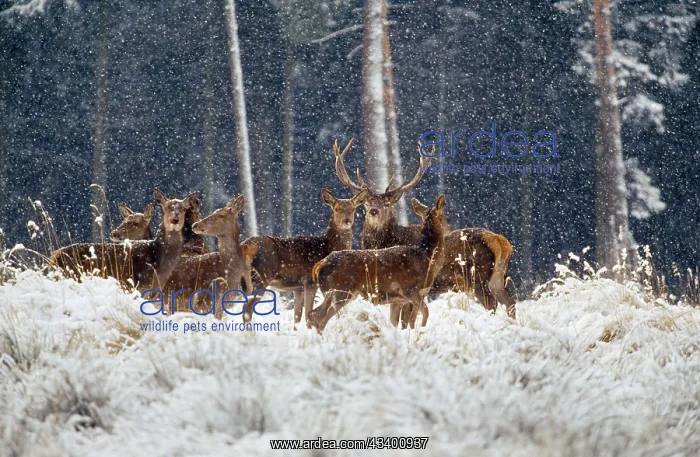 : Red Deer - group in snow : Red Deer - group in snow