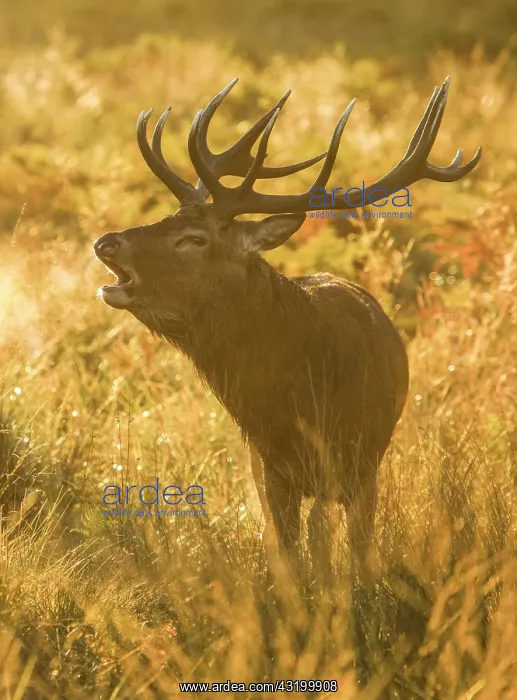 : Red Deer or Hart (Cervus elaphus) : Red Deer or Hart (Cervus elaphus)