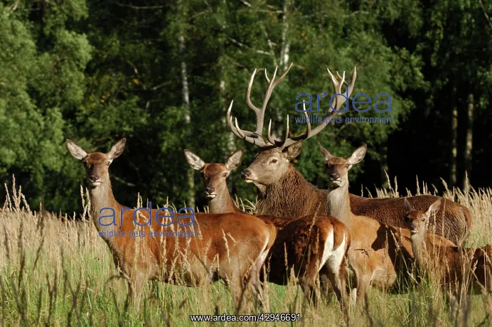 : Red Deer - herd with buck and hinds : Red Deer - herd with buck and hinds