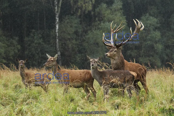 : Red Deer - herd in rut : Red Deer - herd in rut