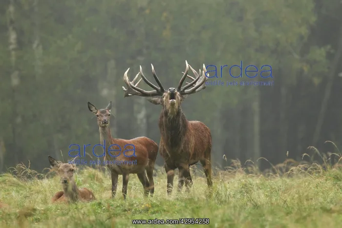 : Red Deer - herd in rut - buck belling : Red Deer - herd in rut - buck belling