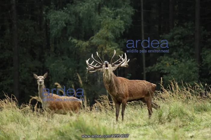 : Red Deer - herd in rut - buck belling : Red Deer - herd in rut - buck belling
