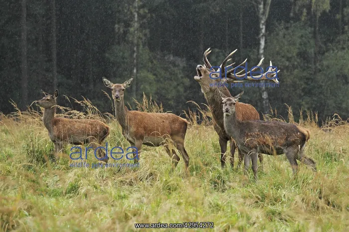 : Red Deer - herd in rut - buck belling : Red Deer - herd in rut - buck belling