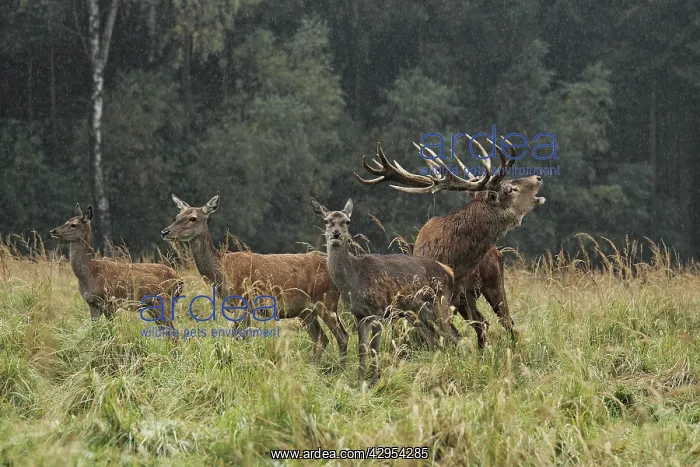 : Red Deer - herd in rut - buck belling : Red Deer - herd in rut - buck belling