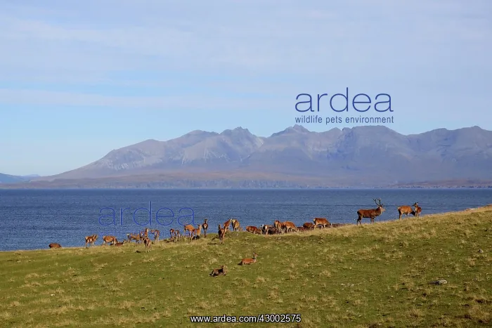 : Red Deer - herd in rut season - by sea Isle of Rhum : Red Deer - herd in rut season - by sea Isle of Rhum