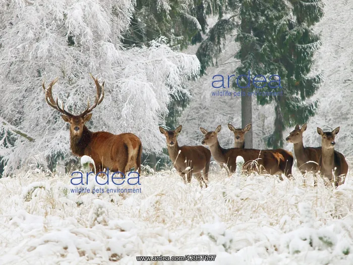 : Red Deer - herd in snow : Red Deer - herd in snow