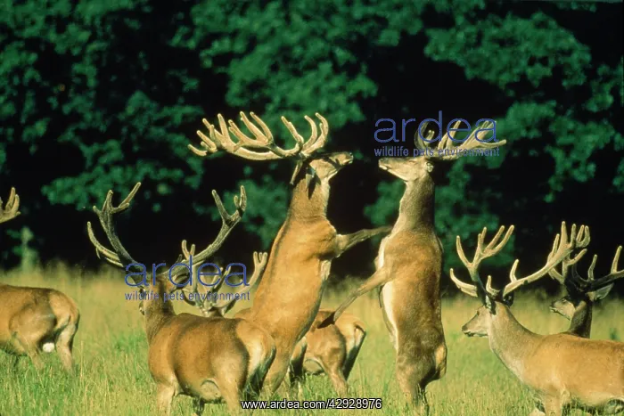 : RED DEER - herd with two stags fighting : RED DEER - herd with two stags fighting