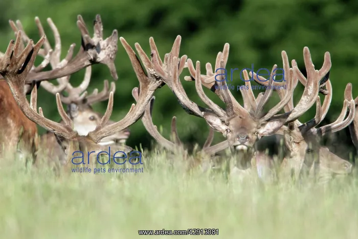 : Red Deer - herd of stags resting - showing velvet : Red Deer - herd of stags resting - showing velvet