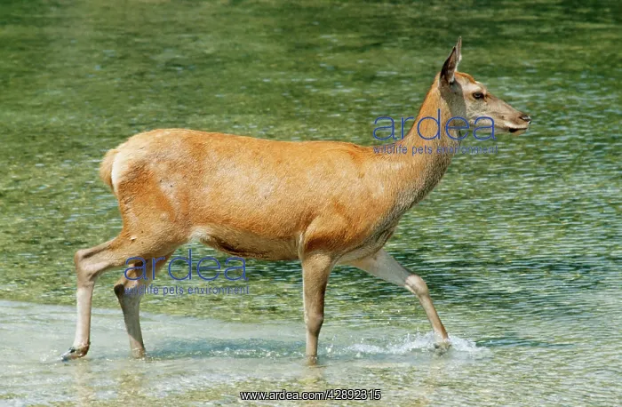 : RED DEER - hind : RED DEER - hind
