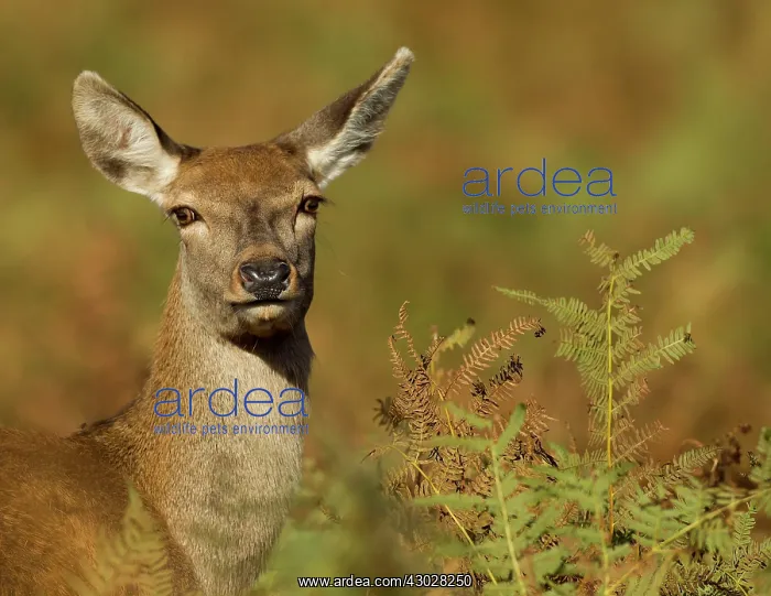 : Red Deer Hind among bracken female October Bradgate : Red Deer Hind among bracken female October Bradgate
