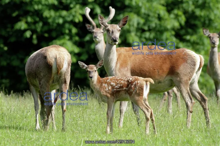 : Red Deer - hind with calf : Red Deer - hind with calf