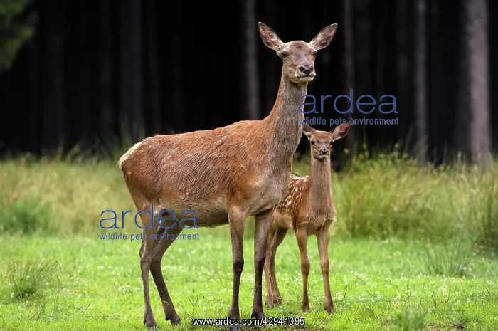 : Red Deer - Hind and calf : Red Deer - Hind and calf