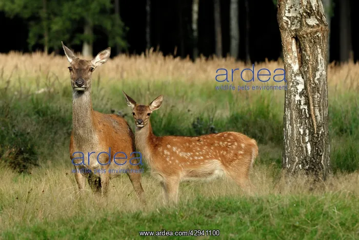 : Red Deer - Hind and calf : Red Deer - Hind and calf