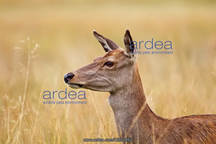 : Red Deer - hind - close up : Red Deer - hind - close up