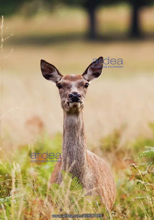 : Red Deer - hind - close up : Red Deer - hind - close up