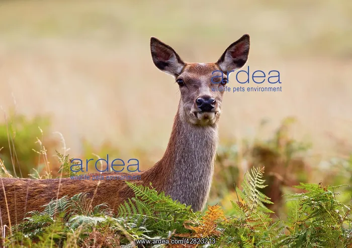 : Red Deer - hind - close up : Red Deer - hind - close up