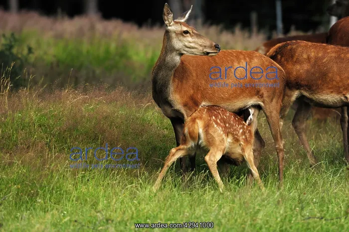 : Red Deer - Hind nursing calf : Red Deer - Hind nursing calf