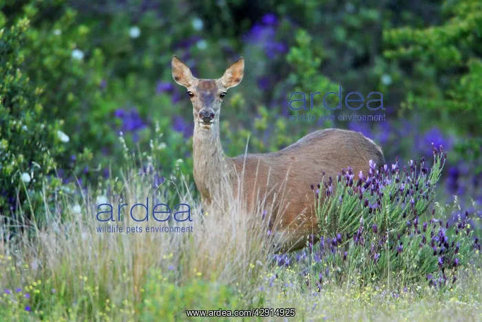 : Red Deer - hind, amongst wild lavender : Red Deer - hind, amongst wild lavender
