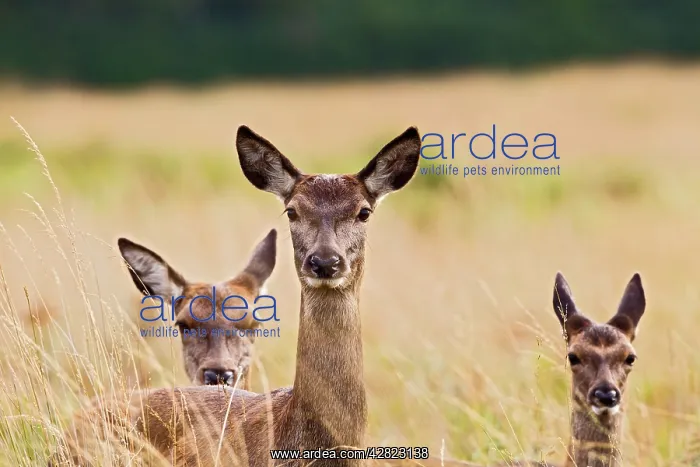 : Red Deer - three hinds : Red Deer - three hinds
