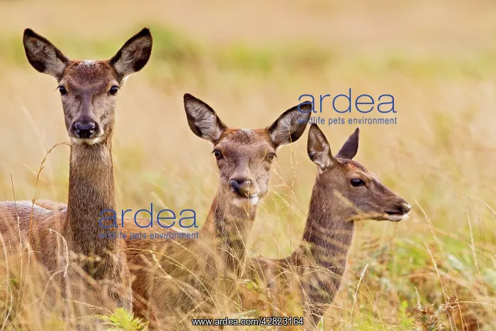 : Red Deer - three hinds : Red Deer - three hinds