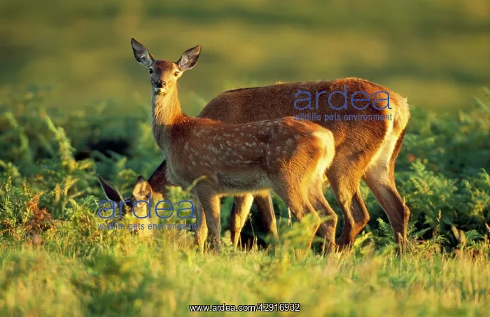 : Red Deer - hinds with calf : Red Deer - hinds with calf