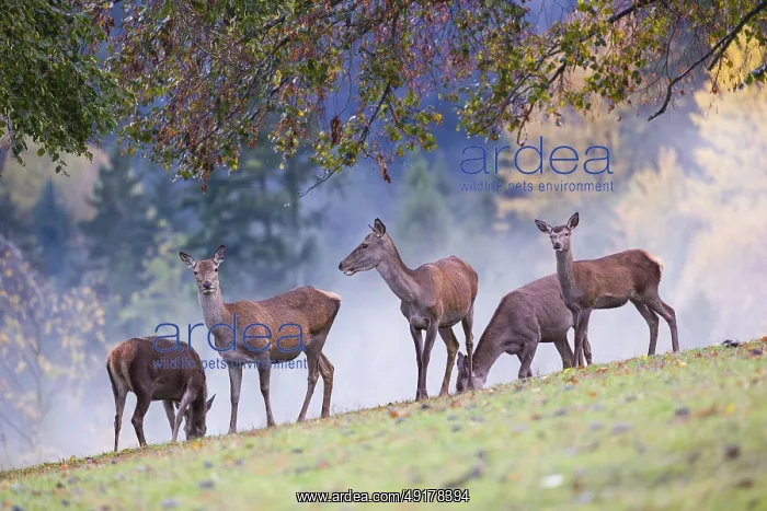  : Five red deer hinds (Cervus elaphus) stand in a meadow