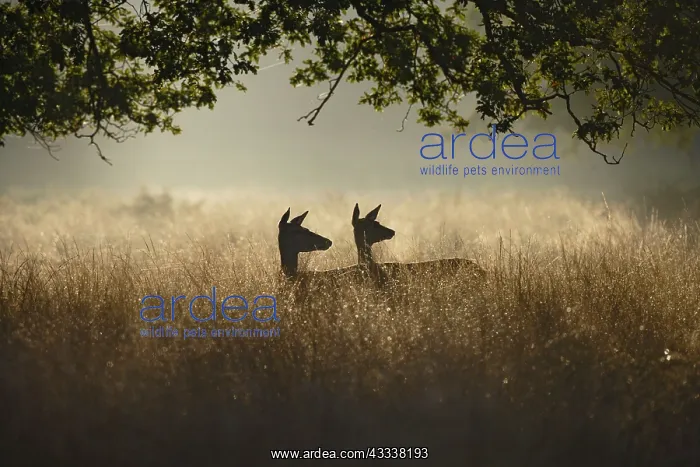 : Red Deer - hinds at dawn : Red Deer - hinds at dawn